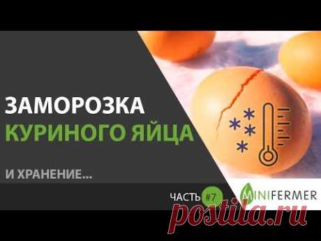 КАК ЗАМОРОЗИТЬ ЯЙЦА И ЧТО С НИМИ БУДЕТ (Часть 7) \\ Хранение и заморозка куриных яиц