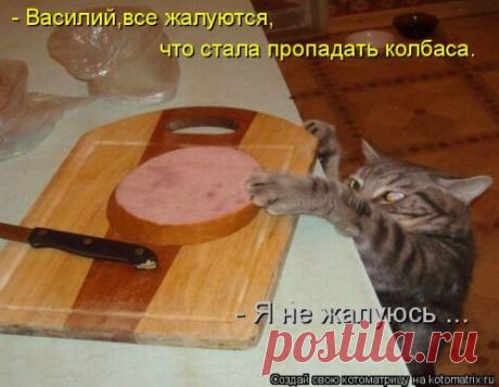 Новая котоматрица (36 фото)