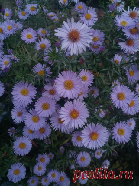 Астра новоанглийская сиреневая (Aster novae-angliae)