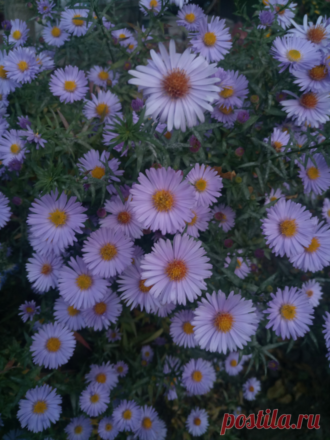 Астра новоанглийская сиреневая (Aster novae-angliae)