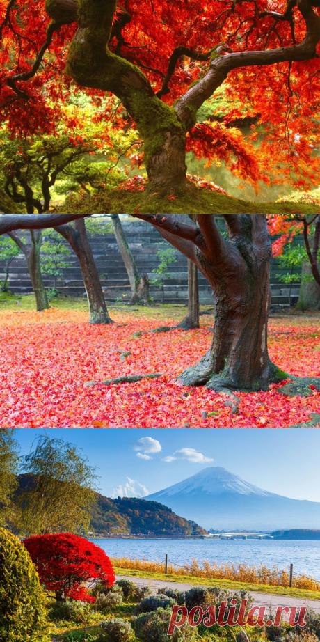 Япония: дегустация осени – РБК.Travel