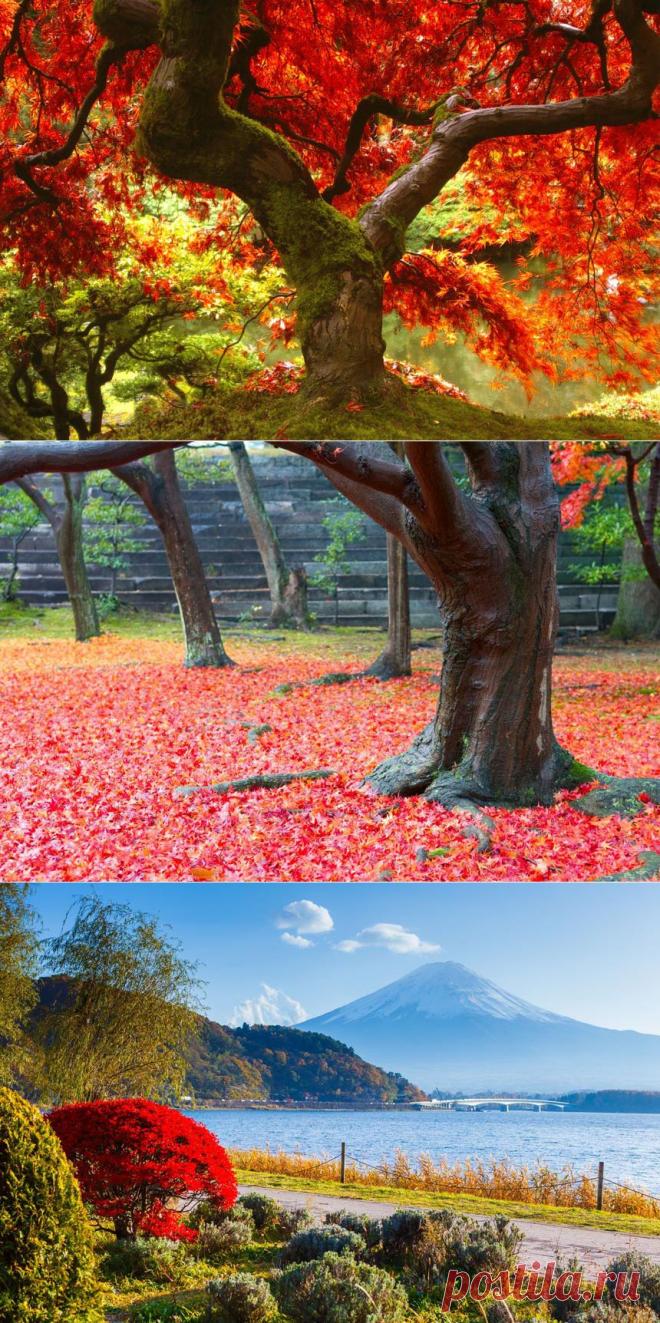 Япония: дегустация осени – РБК.Travel