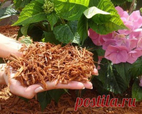 Какую древесину нельзя использовать для мульчирования