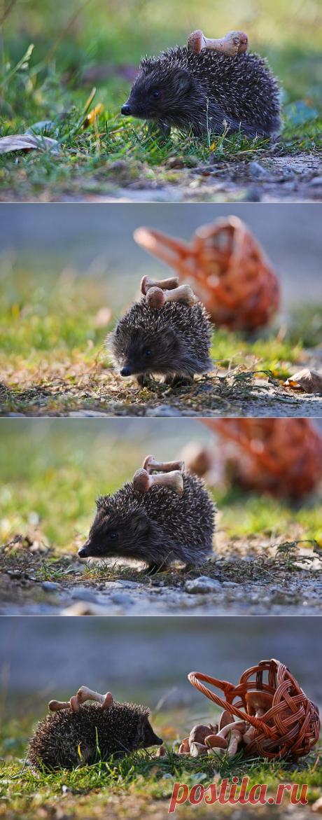 35PHOTO - Вячеслав Мищенко - Друг ежик,но не в тумане.