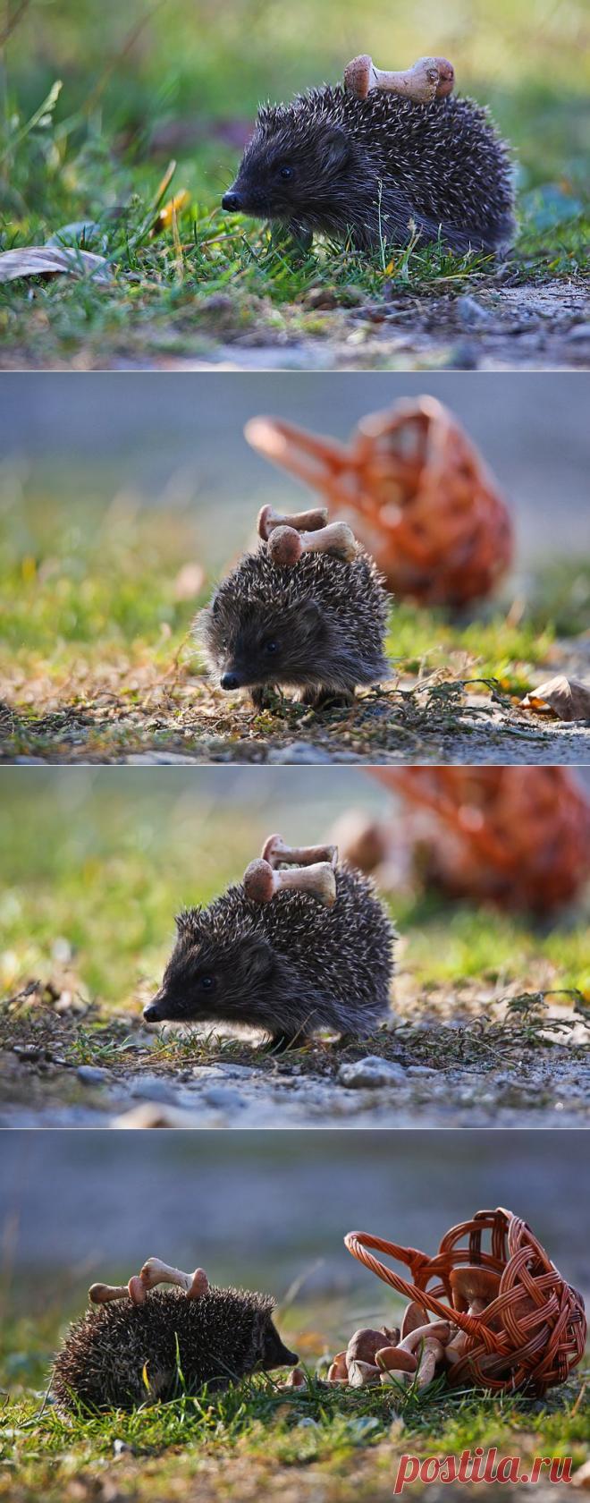 35PHOTO - Вячеслав Мищенко - Друг ежик,но не в тумане.