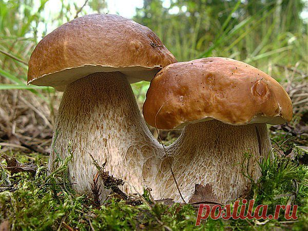 Мой Мир@Mail.Ru
