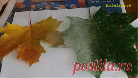 Как скелетировать листья без вываривания! Видео от бабы Лены..