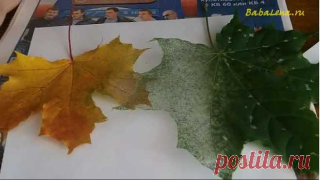 Как скелетировать листья без вываривания! Видео от бабы Лены..