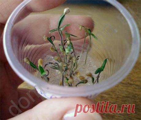 ДАЧНЫЕ ПОЛЕЗНОСТИ ДЛЯ УРОЖАЯ. | Записи в рубрике ДАЧНЫЕ ПОЛЕЗНОСТИ ДЛЯ УРОЖАЯ. | Дневник НАТАЛЬЯ_СУЛИКО