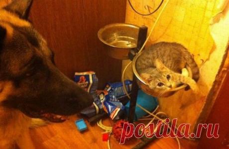 Барсик,а ну-ка ,,брысь,,  НЕ делай из 
меня  ,,КОТОЕДА..