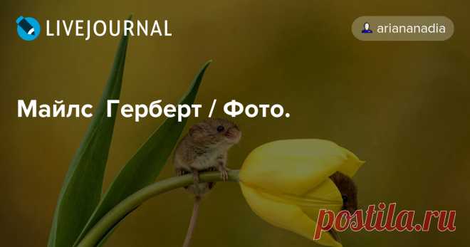 Майлс Герберт / Фото. «Эти урожайные мыши были сфотографированы в помещении-студии», - сказал Майлс Мыши получают удовольствие во время сеансов, так как им просто нравится есть тычинки и нектар цветов, в то время как Майлз и его клиенты получают возможность наблюдать за своими милыми маленькими моделями, занимающимися…