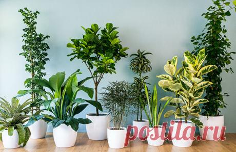 Бурное цветение и пышная листва обеспечены, если полить растения этой простой подкормкой! | Частный Дом