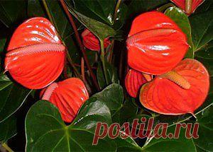 Цветок антуриум, уход, листья, как ухаживать