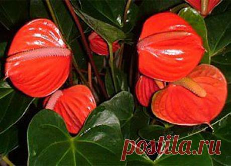 Цветок антуриум, уход, листья, как ухаживать