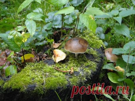 На пенёчке.