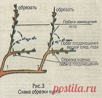 (80) Одноклассники