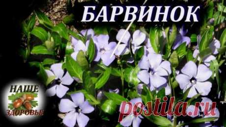 Барвинок
Наиболее благотворное действие на мозговое кровообращение оказывают алкалоиды обычного садового растения – барвинка. Алкалоиды этого растения улучшают обмен веществ в тканях мозга, артериальный кровоток и микроциркуляцию в сосудах мозга, а также препятствует отложению атеросклеротических бляшек в стенках сосудов, одновременно препятствуя склеиванию тромбоцитов. Все эти лечебные свойства помогают восстановить нормальный кровоток в сосудах головного мозга, что обеспечивает нервным клетка