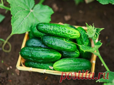 Секреты длительного хранения свежих огурцов