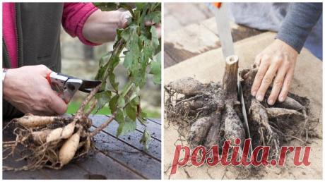 5 способов размножения георгинов Способов размножения георгинов немало. При помощи одних можно размножить любимый сорт и сохранить все его признаки, другие же позволяют экспериментировать и в итоге самостоятельно выводить новые сорта...