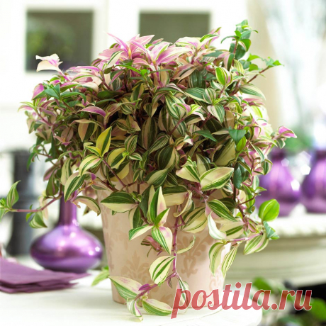 Комнатное растение Традесканция (Tradescantia). Традесканции - неприхотливые многолетние травы с ползучими ветвящимися стеблями. Этот род получил свое название в честь отца и сына Традескантов - ботаников и садоводов, живших в XVII в. Нередко традесканциями называют еще и родственные им растения, к которым относятся зебрины и каллизии. Чаще всего традесканции выращивают как ампельные растения, помещая их в подвесные корзинки. Для усиления ветвления прищипывают побеги.