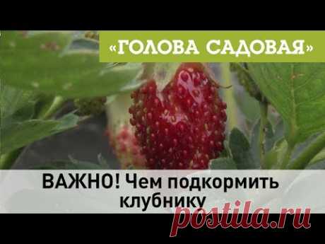 Голова садовая - ВАЖНО! Чем подкормить клубнику
