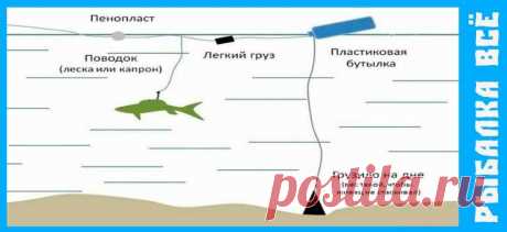 Ловля карпа на живца | Рыбалка Всё | Дзен