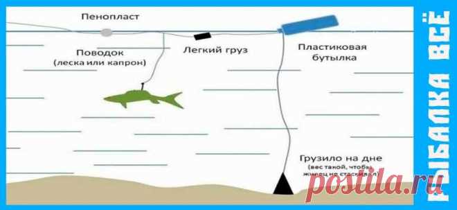 Ловля карпа на живца | Рыбалка Всё | Дзен