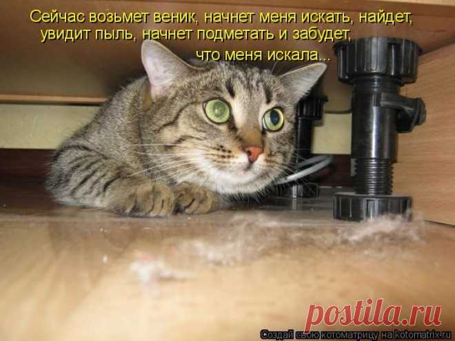 Котоматрица: Круть