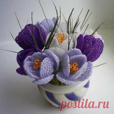 Очаровательные крокусы.