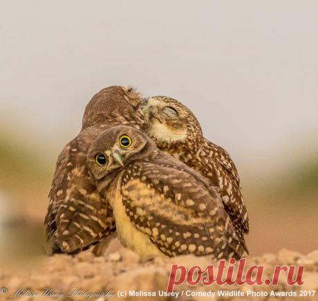 Это шедеврально! Самые смешные снимки, попавшие в финал конкурса Comedy Wildlife Photography Awards