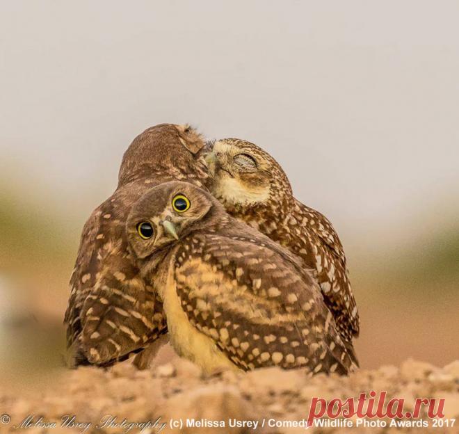 Это шедеврально! Самые смешные снимки, попавшие в финал конкурса Comedy Wildlife Photography Awards