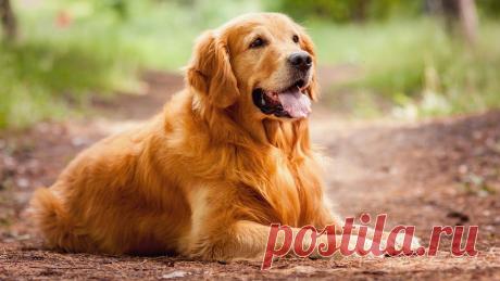 A Dog's Purpose - Movie - Top Best Movies Club