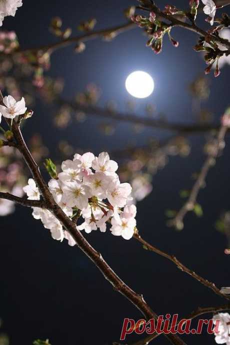 Beautiful Night, Fukuokashi, Japan. | Pinterest • Всемирный каталог идей