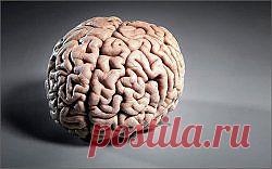 За что отвечает левое и правое полушарие головного мозга. Левши и правши | ПолонСил.ру - социальная сеть здоровья