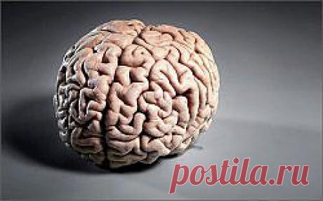 За что отвечает левое и правое полушарие головного мозга. Левши и правши | ПолонСил.ру - социальная сеть здоровья