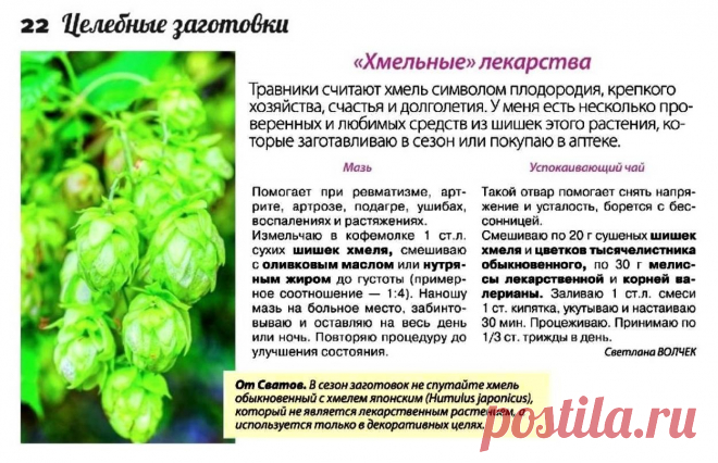 Лекарства из хмеля