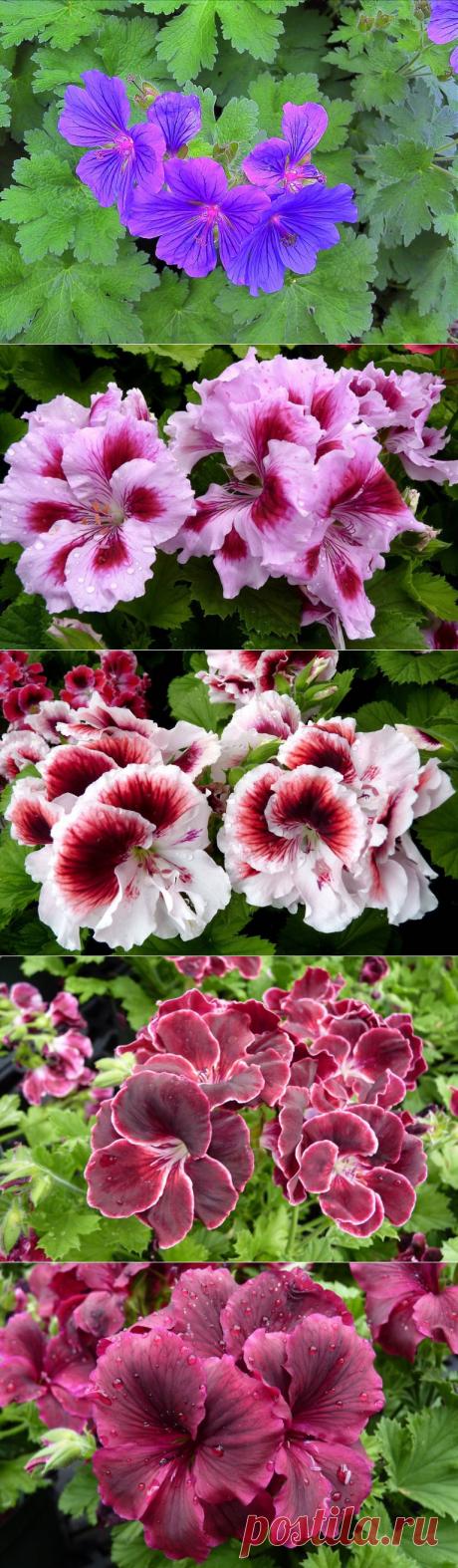 &quot;Тянутся цветы герани за оконный переплет...&quot;.