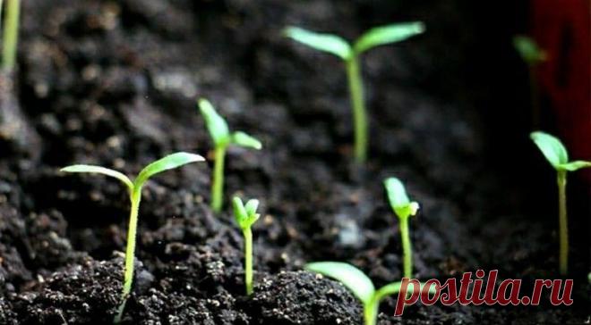 Маленькая хитрость