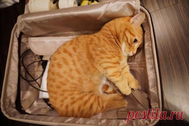 Маленьких обидеть может каждый.