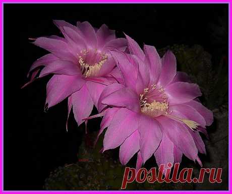 echinopsis Esta es una imagen del año pasado , lamentablemente este año no quiso florecer pero quizá en primavera  lo haga. Me gusta particularmente porque sus pétalos son largos  y arman una circunferencia amplia y muy atractiva. Generalmente en las noches calurosas suele parecer endeble en su estructura y muy sensible a la brisa nocturna, mientras las flores , de los otros cactus,que tienen los pétalos más cortos  permanecen más rígidas y saludables.  Para mi , son bella...
