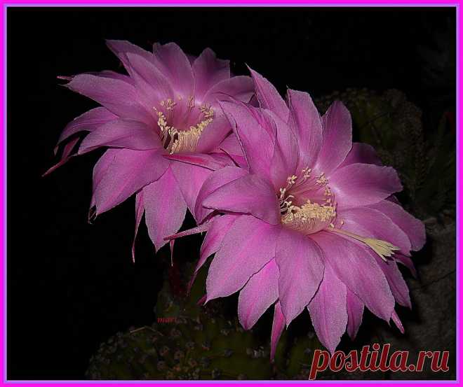 echinopsis Esta es una imagen del año pasado , lamentablemente este año no quiso florecer pero quizá en primavera  lo haga. Me gusta particularmente porque sus pétalos son largos  y arman una circunferencia amplia y muy atractiva. Generalmente en las noches calurosas suele parecer endeble en su estructura y muy sensible a la brisa nocturna, mientras las flores , de los otros cactus,que tienen los pétalos más cortos  permanecen más rígidas y saludables.  Para mi , son bella...