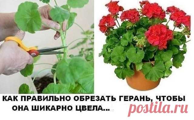 КАК ПРАВИЛЬНО ОБРЕЗАТЬ ГЕРАНЬ, ЧТОБЫ ОНА ПЫШНО ЦВЕЛА