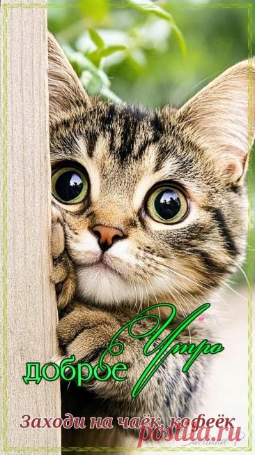 С добрым утром Привет Здрасте Добрый день