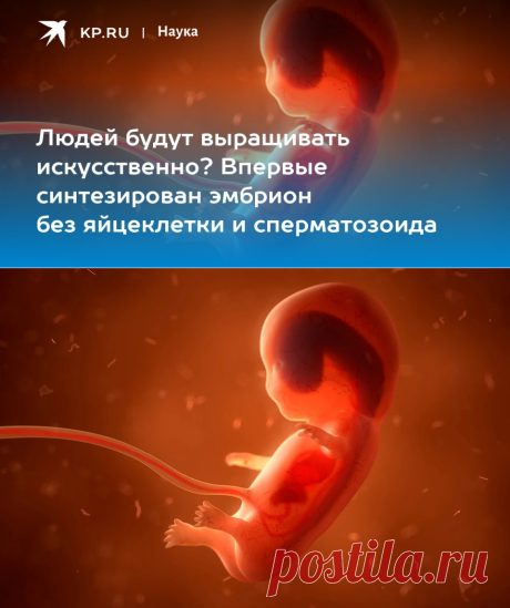 2023-Людей будут выращивать искусственно? Впервые синтезирован эмбрион без яйцеклетки и сперматозоида - KP.RU