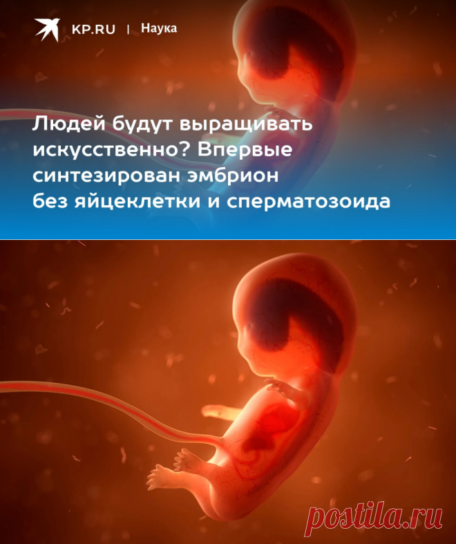 2023-Людей будут выращивать искусственно? Впервые синтезирован эмбрион без яйцеклетки и сперматозоида - KP.RU