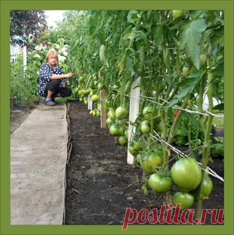Школа садоводов Андрея Туманова
Людмила Сивуха