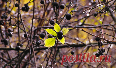 rain in the branches | All Shine | Flickr
