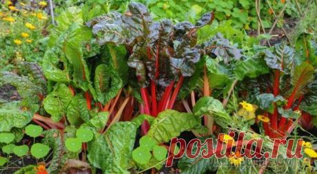 Основные принципы планировки огорода