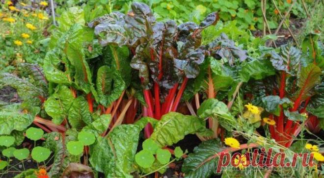 Основные принципы планировки огорода