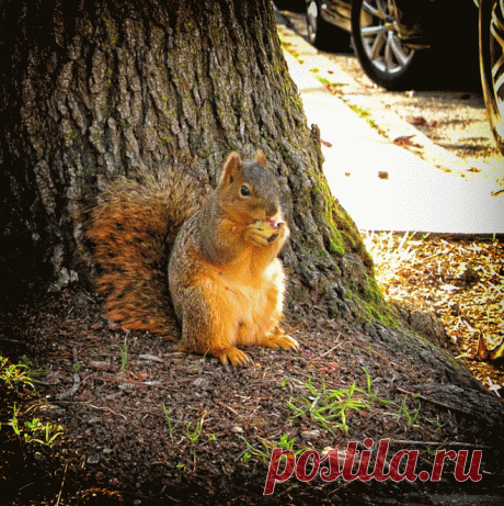 belles images animaux - Page 44